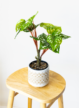 40cm Potted Artificial Arrowhead