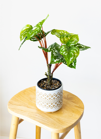 40cm Potted Artificial Arrowhead