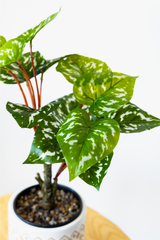 40cm Potted Artificial Arrowhead