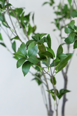 210cm Potted Artificial Japanese Plant