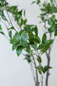 210cm Potted Artificial Japanese Plant