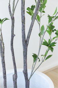 210cm Potted Artificial Japanese Plant