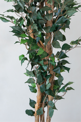 210cm Potted Artificial Ficus Tree