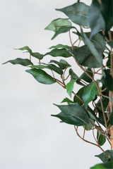 210cm Potted Artificial Ficus Tree