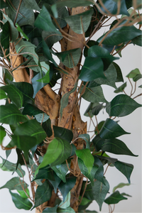 210cm Potted Artificial Ficus Tree