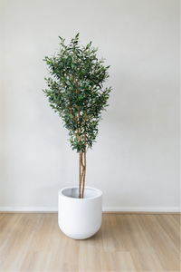 180cm Potted Artificial Olive Tree