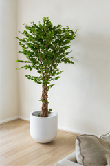 170cm Potted Artificial Birch Tree