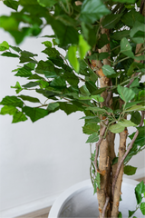 170cm Potted Artificial Birch Tree