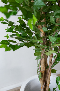 170cm Potted Artificial Birch Tree