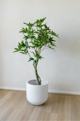 150cm Artificial Wealth Tree