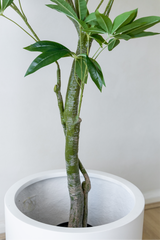 150cm Artificial Wealth Tree