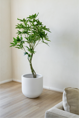 150cm Artificial Wealth Tree