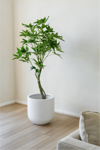 150cm Artificial Wealth Tree