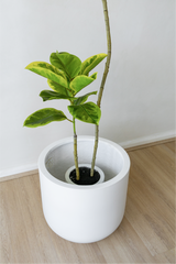 150cm Fiddle Leaf