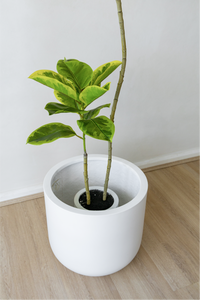 150cm Fiddle Leaf