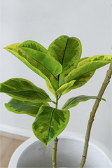 150cm Fiddle Leaf