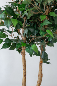 120cm Potted Artificial Ficus Tree