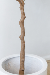 150cm Potted Artificial Olive Tree