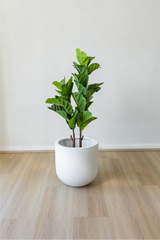 90cm Potted Artificial Fiddle Leaf