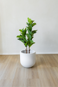 90cm Potted Artificial Fiddle Leaf