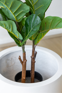 90cm Potted Artificial Fiddle Leaf
