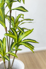 140cm Potted Artificial Dracaena