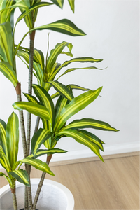 140cm Potted Artificial Dracaena