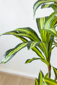140cm Potted Artificial Dracaena