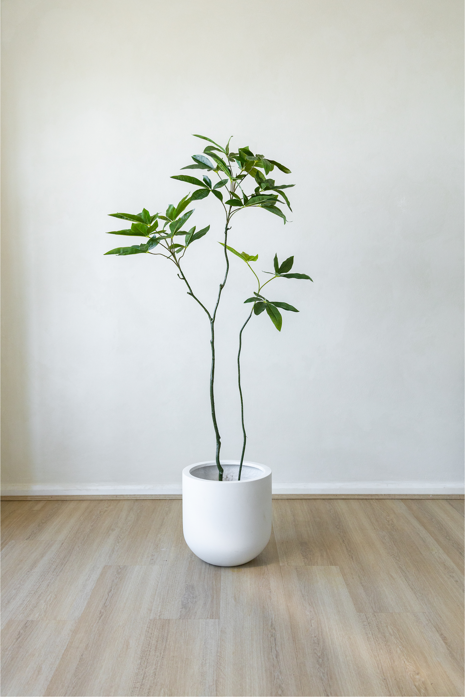 small artificial money tree 170cm Artificial Money Tree – Faux Indoor Tree