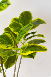 150cm Artificial Fiddle Leaf