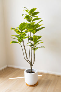 150cm Artificial Fiddle Leaf