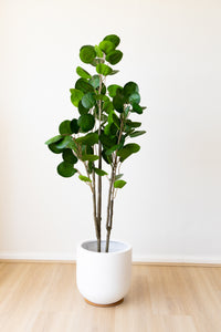 150cm Artificial Fig Tree