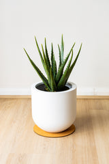 46cm Artificial Aloe Vera