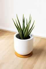 46cm Artificial Aloe Vera