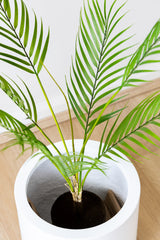 65cm Artificial Palm Tree