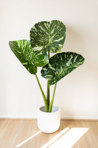 160cm Artificial Calla Lily