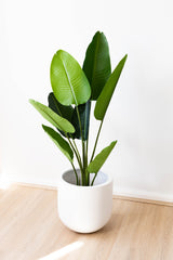 110cm Artificial Strelitzia Nicolai