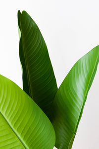 110cm Artificial Strelitzia Nicolai