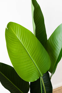 110cm Artificial Strelitzia Nicolai