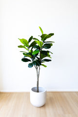 150cm Artificial Fiddle Leaf