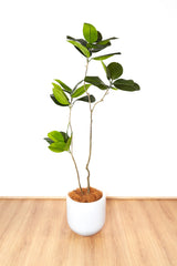 156cm Artificial Fiddle Leaf