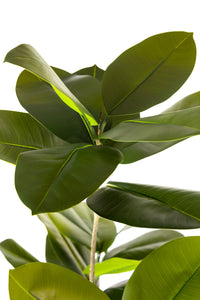 156cm Artificial Fiddle Leaf