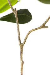 156cm Artificial Fiddle Leaf