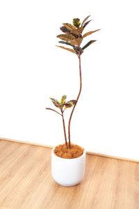 146cm Artificial Fiddle Leaf