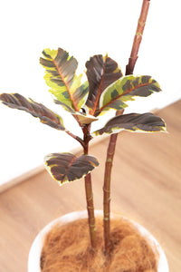 146cm Artificial Fiddle Leaf