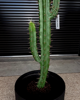 160cm Artificial Cactus