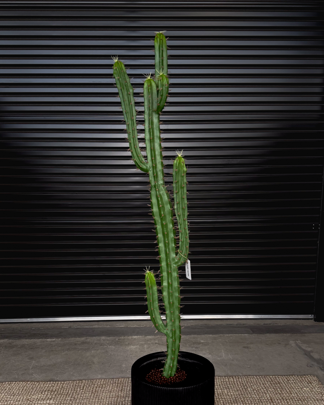 160cm Artificial Cactus