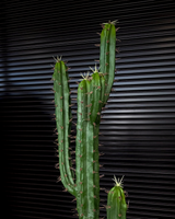 160cm Artificial Cactus