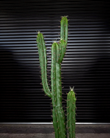 160cm Artificial Cactus