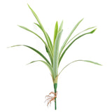 64cm Artificial Cordyline